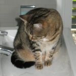 cat shampoo bath