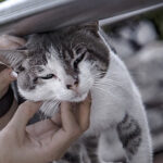 cat being checked for fleas
