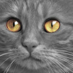 clean cat eyes