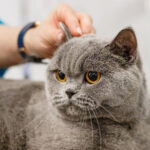 cat getting ear cleaning