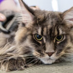 cat having matted hair removed