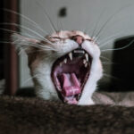 cat teeth
