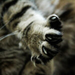 cat nails