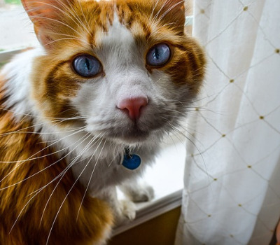 senior cat